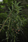 Bomarea gloriosa